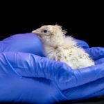 ap26138536854080