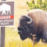 bison yellowstone