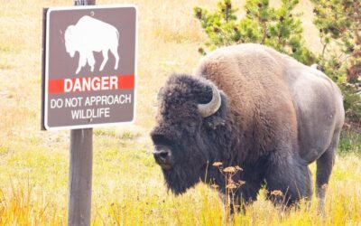 bison yellowstone