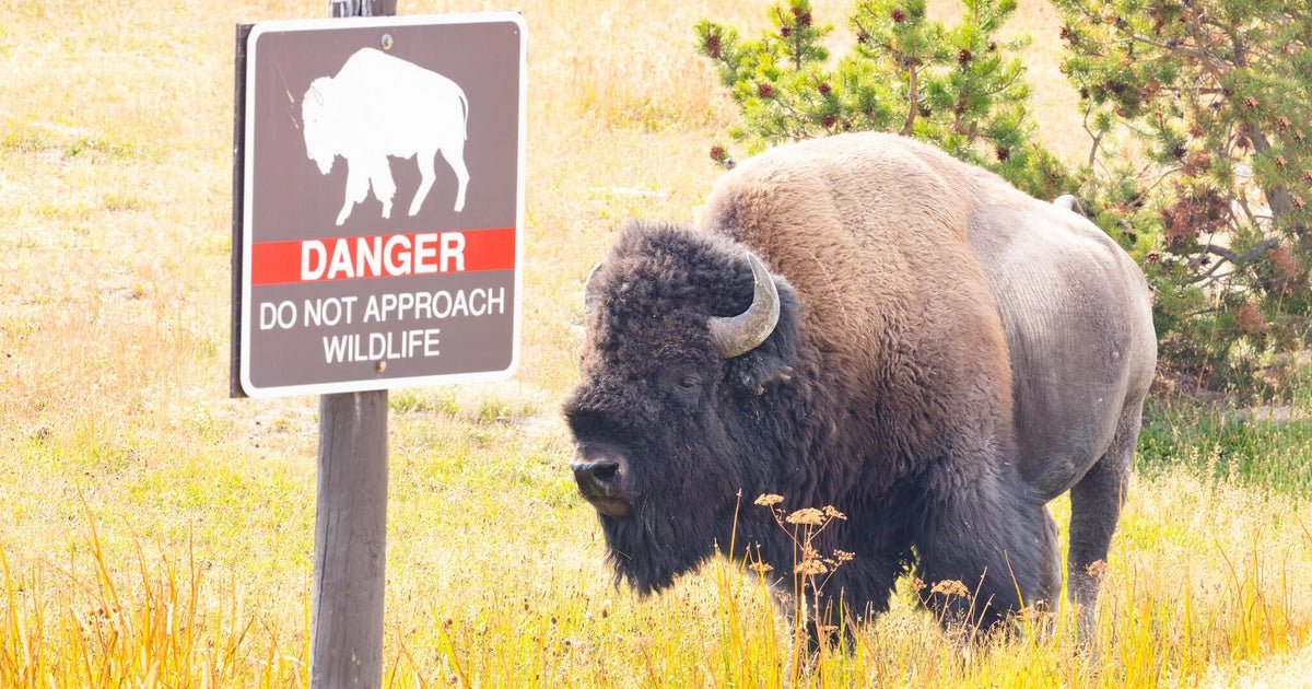 bison yellowstone