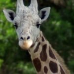 cbsn fusion runaway giraffe gracie found roaming texas hill country 2 week search thumbnail