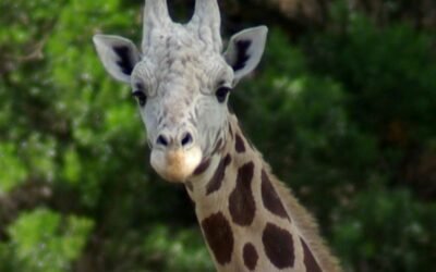 cbsn fusion runaway giraffe gracie found roaming texas hill country 2 week search thumbnail