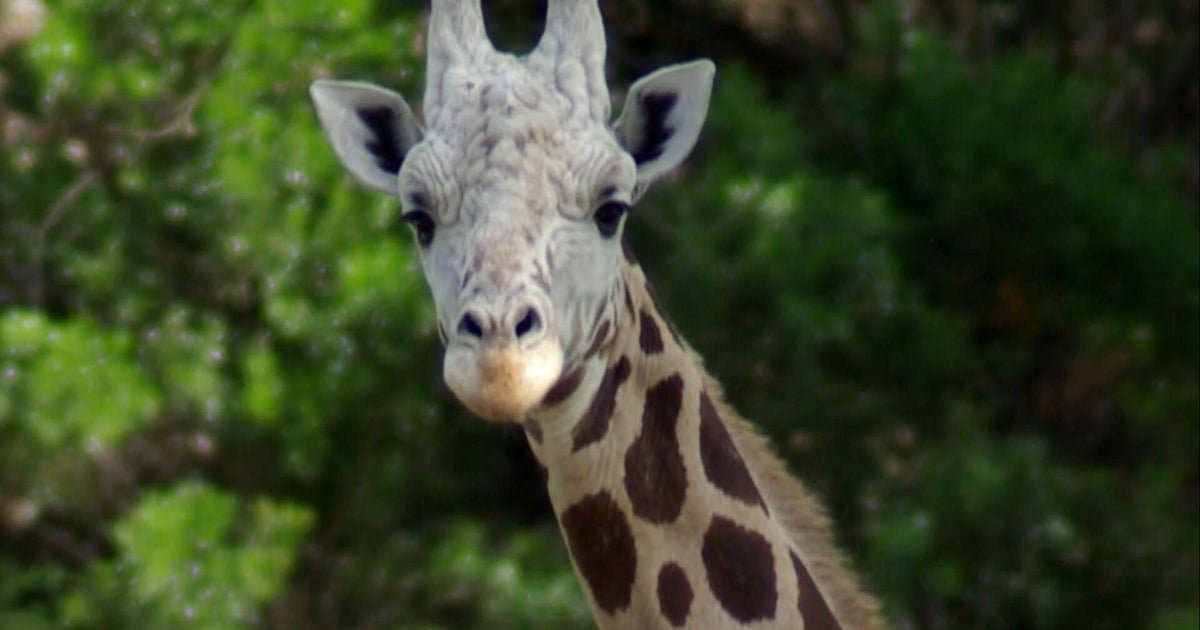 cbsn fusion runaway giraffe gracie found roaming texas hill country 2 week search thumbnail