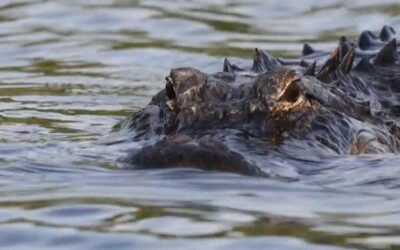 cbsn fusion string of alligator attacks may be related to hot weather thumbnail