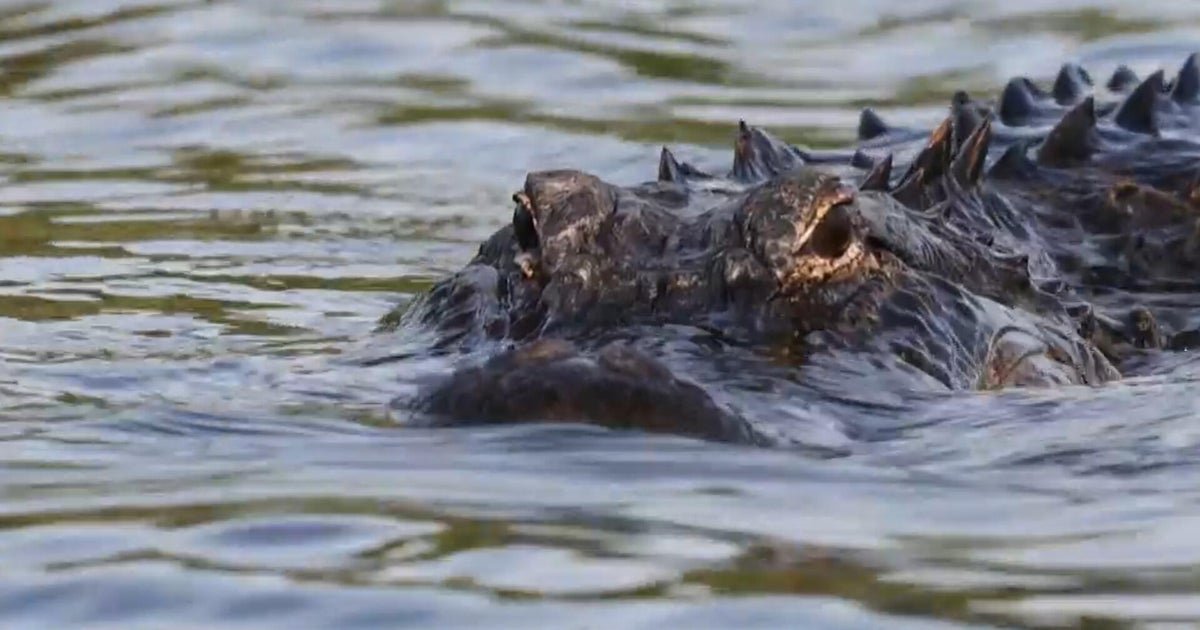 cbsn fusion string of alligator attacks may be related to hot weather thumbnail