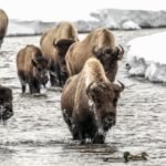cbsn fusion wildlife photographer shares the beauty of yellowstone national park through his lens thumbnail