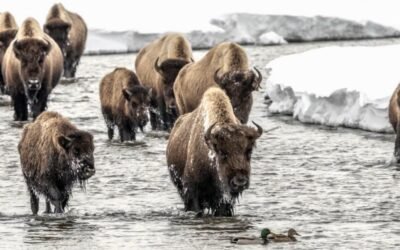 cbsn fusion wildlife photographer shares the beauty of yellowstone national park through his lens thumbnail