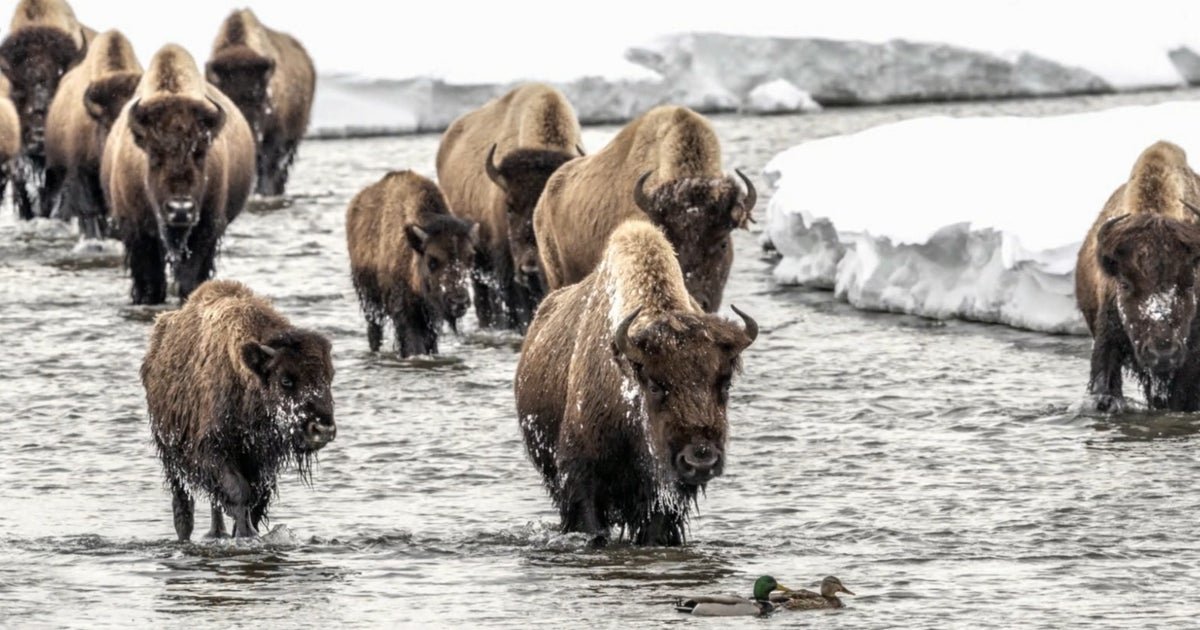 cbsn fusion wildlife photographer shares the beauty of yellowstone national park through his lens thumbnail
