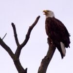 nature eagles 1920