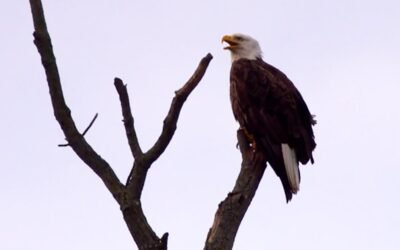 nature eagles 1920