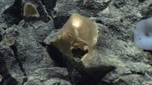orb 800