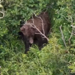 anchorage police brown bear