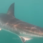 atlantic shark institute