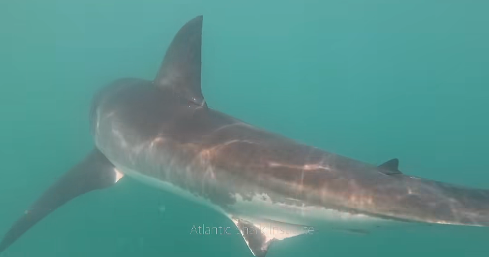 atlantic shark institute