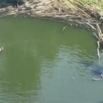 cbsn fusion 5 dead in attempted river rescue thumbnail