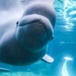 cbsn fusion dozens of beluga whales transferred to us after canadian theme park closure thumbnail