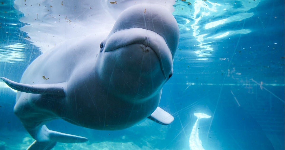 cbsn fusion dozens of beluga whales transferred to us after canadian theme park closure thumbnail