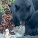 cbsn fusion increasingly common bear encounters cause fear across us thumbnail