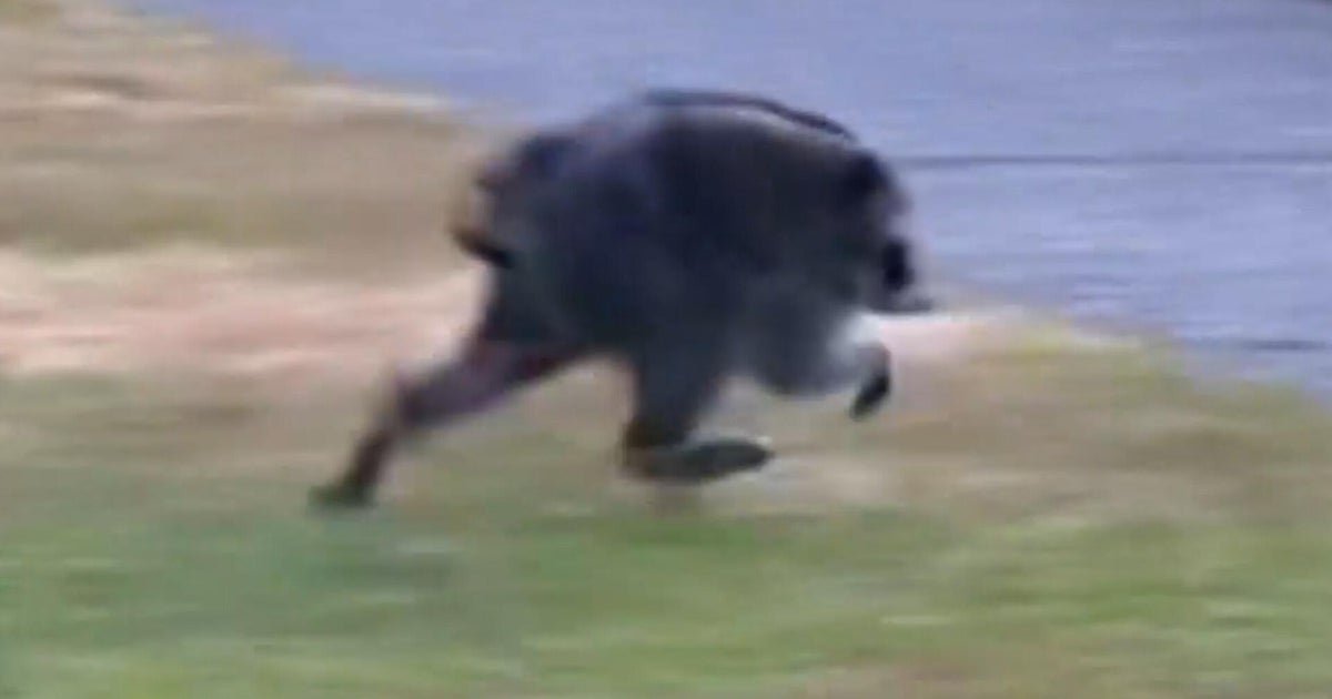 cbsn fusion jimothy unusual raccoon possible spinal condition embraced by seattle community thumbnail