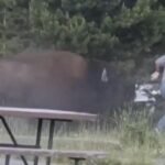 cbsn fusion man says hes ok after bison attack at yellowstone thumbnail