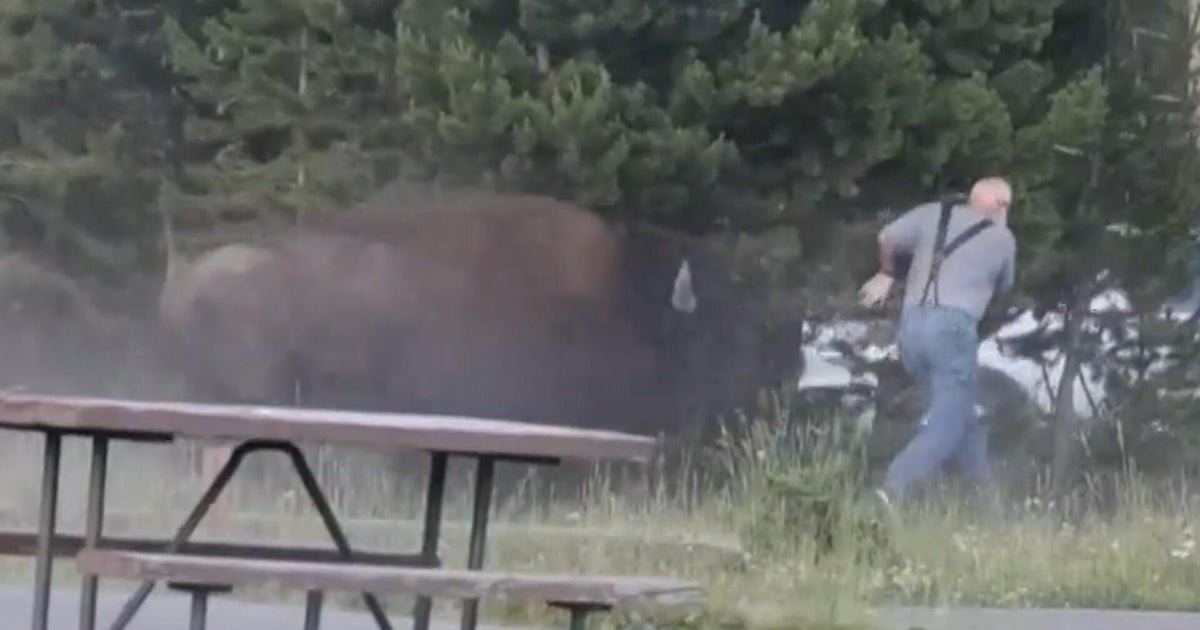 cbsn fusion man says hes ok after bison attack at yellowstone thumbnail