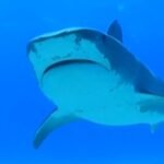 cbsn fusion multiple shark attacks sightings us beaches 4th of july weekend thumbnail
