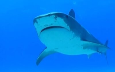 cbsn fusion multiple shark attacks sightings us beaches 4th of july weekend thumbnail