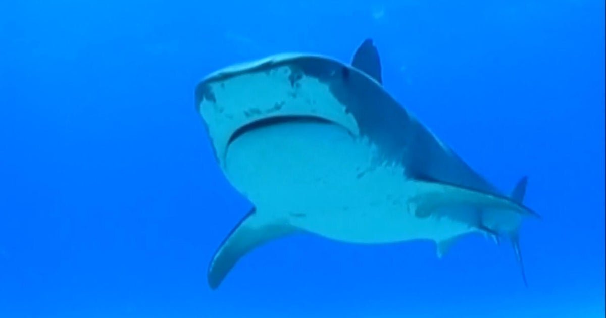 cbsn fusion multiple shark attacks sightings us beaches 4th of july weekend thumbnail