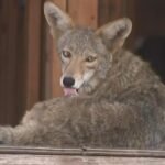 cbsn fusion pack coyotes moves condo construction site los angeles thumbnail