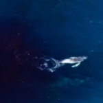 humpback whale nsw