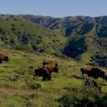 nature bison catalina island 1920