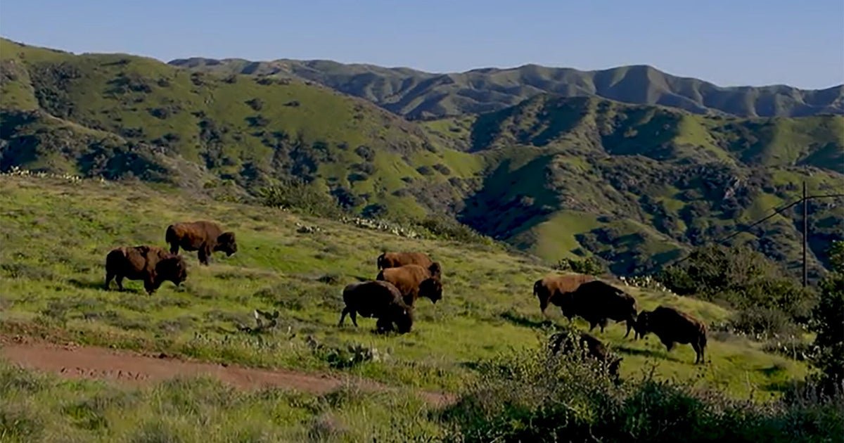 nature bison catalina island 1920