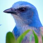 nature scrub jays 1920