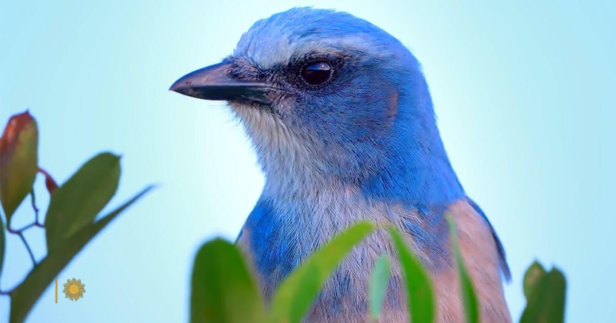 nature scrub jays 1920