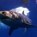 nature sharks 2 1920