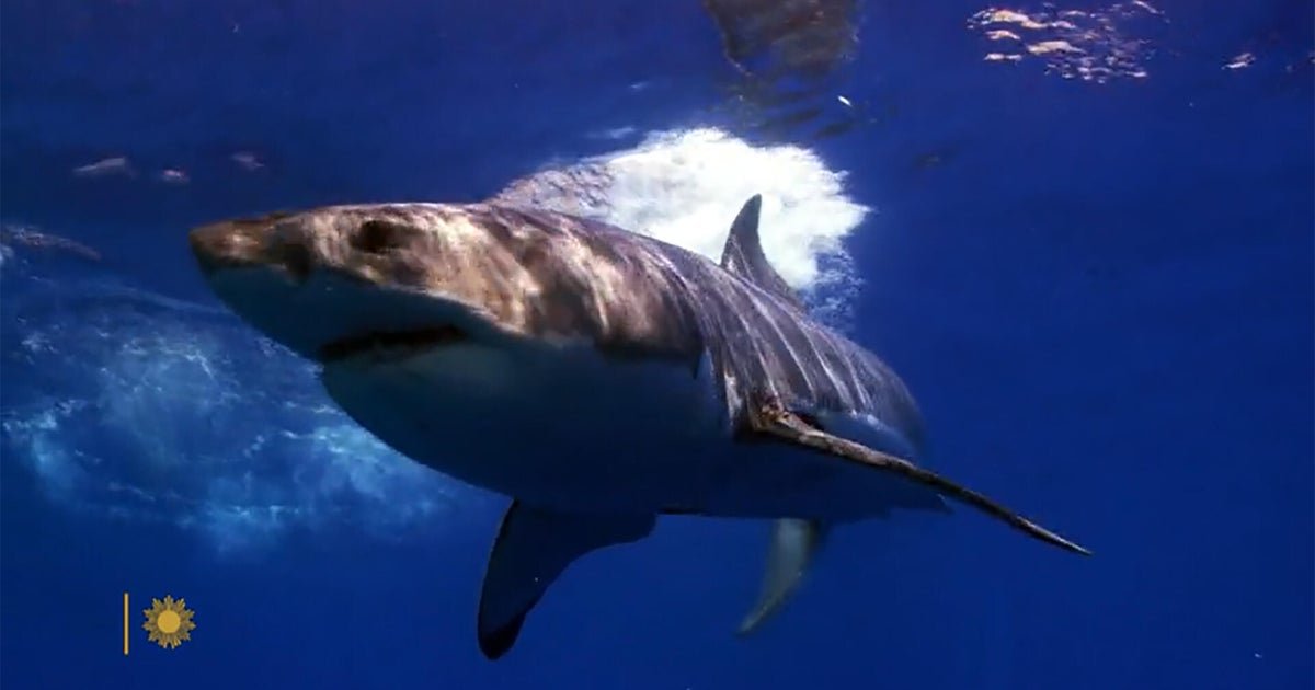 nature sharks 2 1920