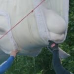 beluga2