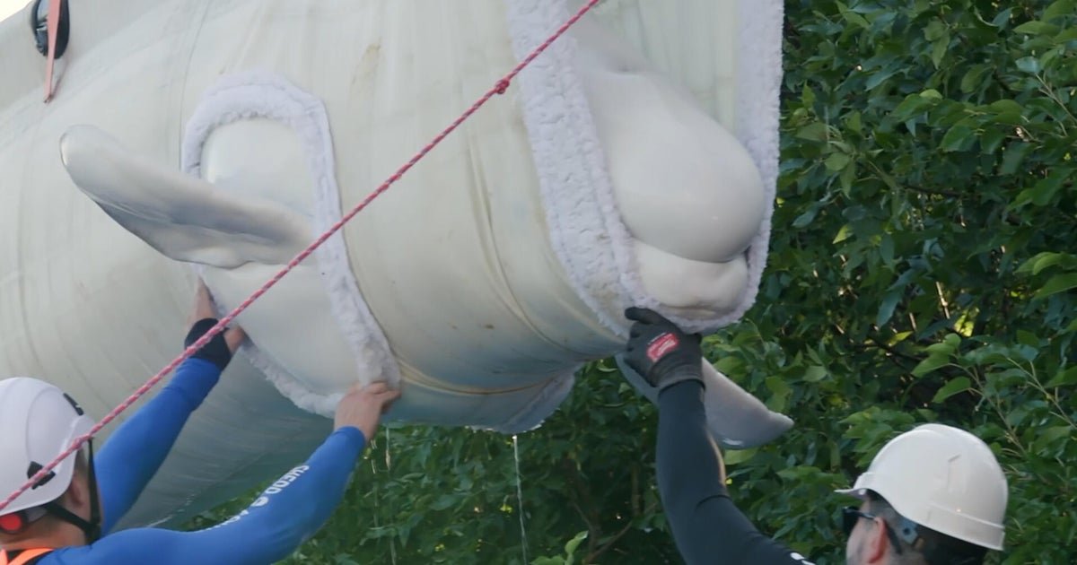 beluga2