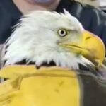 cbsn fusion beloved bald eagle jackie battles for survival thumbnail