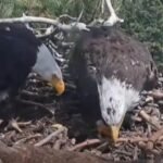 cbsn fusion california birdwatchers gain new hope after beloved eagles disappearance thumbnail