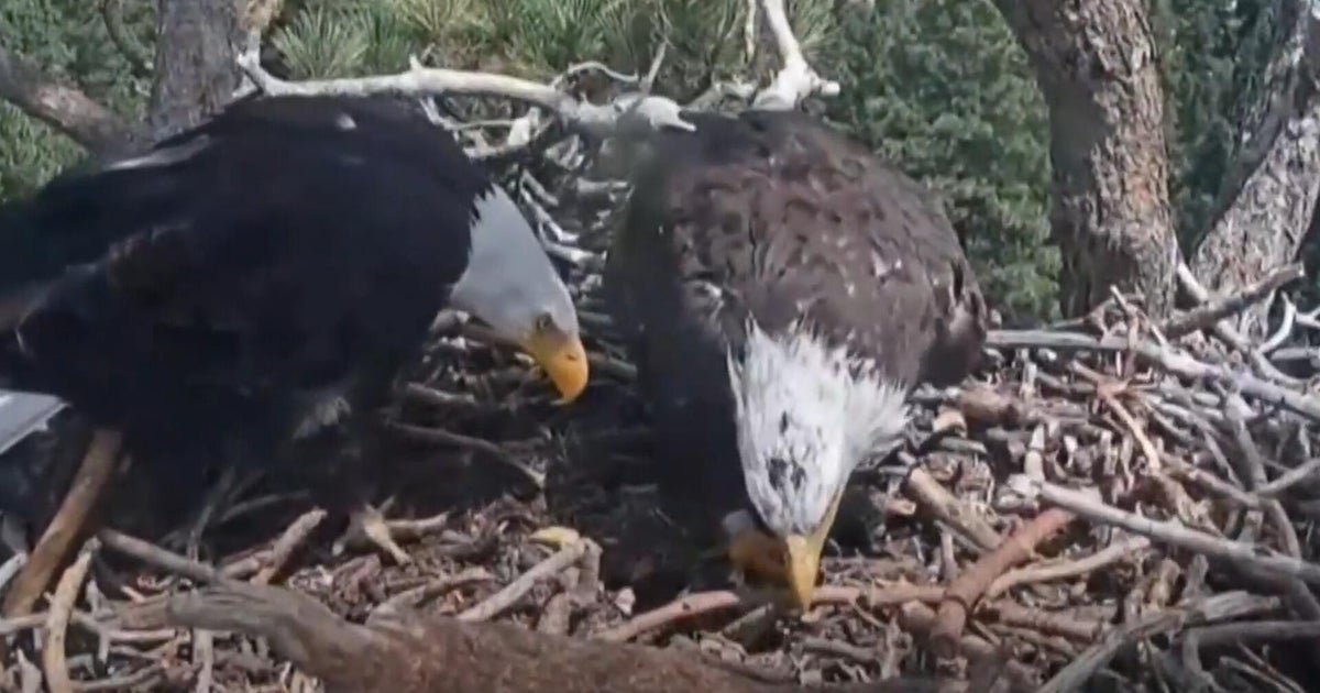 cbsn fusion california birdwatchers gain new hope after beloved eagles disappearance thumbnail