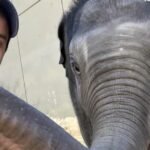 cbsn fusion comeback story baby elephant mother rejected thumbnail