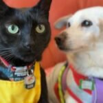cbsn fusion dog rescue hires a cat to help boost adoptions thumbnail