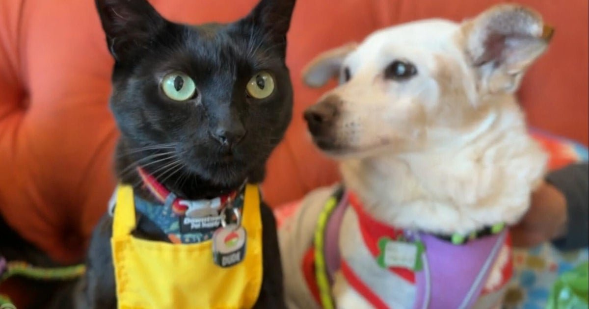 cbsn fusion dog rescue hires a cat to help boost adoptions thumbnail