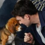cbsn fusion genetically altered beagles offer hope for dog lovers with allergies thumbnail