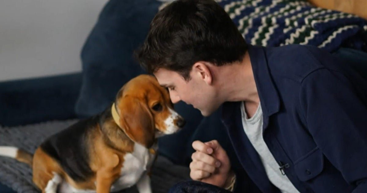 cbsn fusion genetically altered beagles offer hope for dog lovers with allergies thumbnail