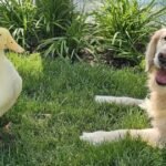 cbsn fusion how a duck helped a dog recover from panic attacks medication that brought him down thumbnail