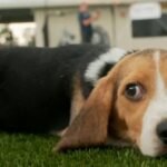 cbsn fusion last beagles rescued ridglan farms breeding facility wisconsin thumbnail