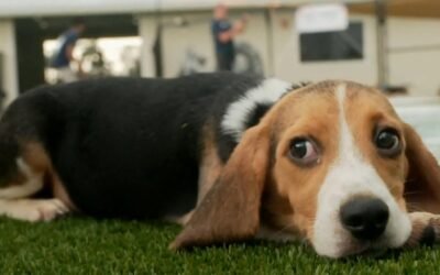 cbsn fusion last beagles rescued ridglan farms breeding facility wisconsin thumbnail