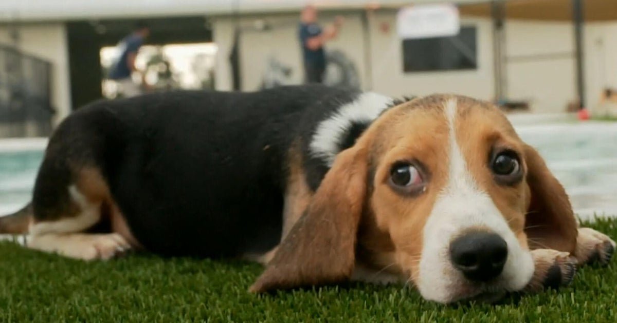 cbsn fusion last beagles rescued ridglan farms breeding facility wisconsin thumbnail